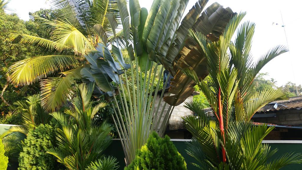 Coral Palm Villa And Apartment Унаватуна Екстериор снимка